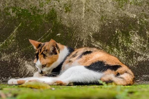 Tricolor female cat in late pregnancy relaxing in the backyard on a hot day