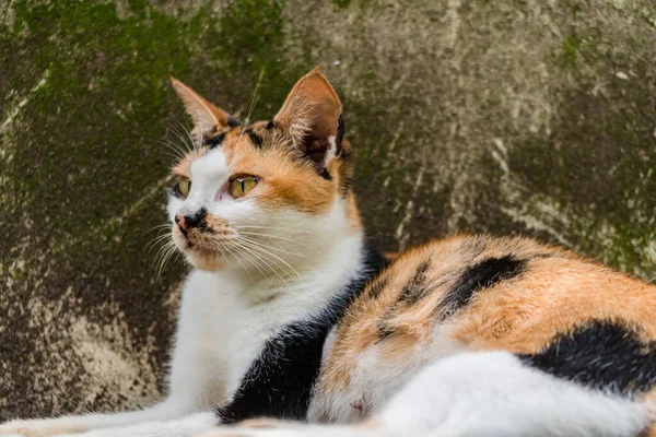 แมวต วเม ยสามส ในการต งครรภ ปลาย อนคลายในสวนหล านในว อากาศร — ภาพถ่ายสต็อก