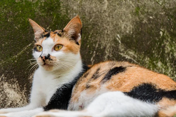 แมวต วเม ยสามส ในการต งครรภ ปลาย อนคลายในสวนหล านในว อากาศร — ภาพถ่ายสต็อก