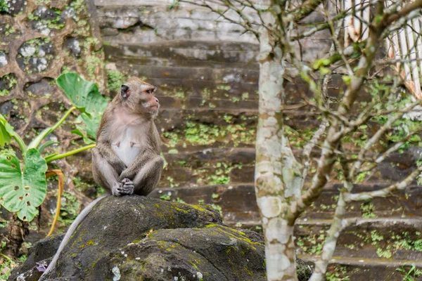 Group Macaque Monkeys Descended Mountain Mount Merapi National Park Yogyakarta – stockfoto