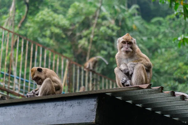 Grupo Monos Macacos Descendió Montaña Parque Nacional Monte Merapi Yogyakarta — Foto de Stock