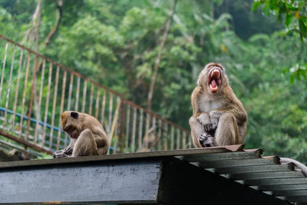 Grupo Monos Macacos Descendió Montaña Parque Nacional Monte Merapi Yogyakarta — Foto de Stock
