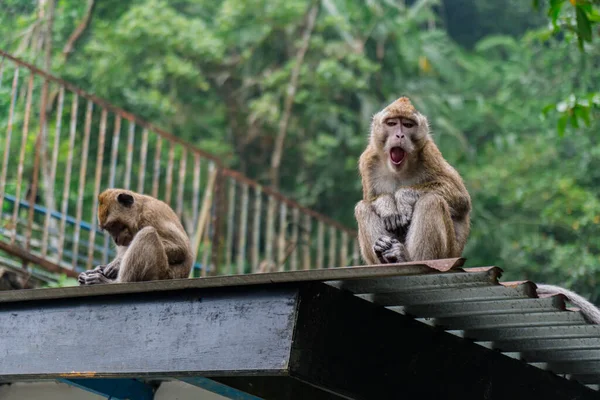 Grupo Monos Macacos Descendió Montaña Parque Nacional Monte Merapi Yogyakarta — Foto de Stock