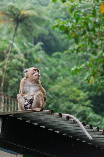 Grupo Monos Macacos Descendió Montaña Parque Nacional Monte Merapi Yogyakarta — Foto de Stock