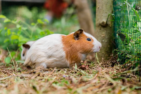 Herd Adorable Guinea Pigs Released Large Outdoor Cage Backyard ロイヤリティフリーのストック画像