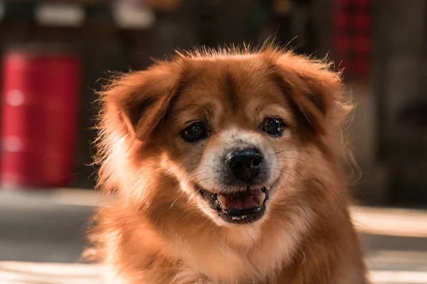 Close Golden Yellow Domestic Male Dog Relaxing Yard Has Very — Stock Photo, Image