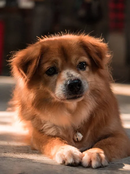 Крупним Планом Золотисто Жовта Домашня Собака Розслабляється Дворі Має Дуже — стокове фото