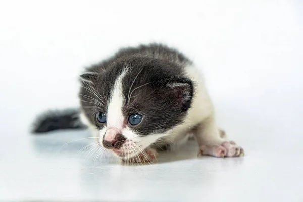 1 aylık siyah beyaz kedi yavrusu beyaz arka planda şık, çok sevimli ve sevimli.