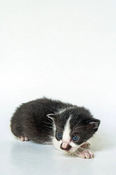 Month Old Black White Two Colors Kitten Stylish White Background — ストック写真