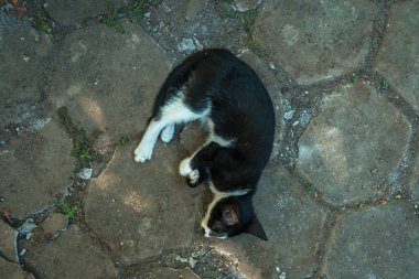 Birkaç aylık siyah beyaz çizgili kedi yavrusu öğleden sonra bahçede uzanıyor.