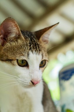 Close up of the face of an adult domestic cat, white with spots lazing on the back porch