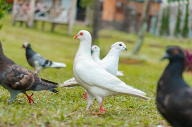 A flock of pigeons of various colors in a friendly and docile playground