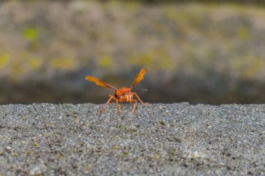 Dark brown wasp perched on rocks, photographed in a close-up garden and bokeh