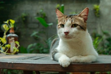 Erkek kedi (siyah, beyaz) kısırlaştırma nedeniyle oldukça yaşlı ve büyüktür, çok tatlıdır ve her yerde uyumayı sever, kedi açık hava bahçesindeyken detaylı fotoğraflar