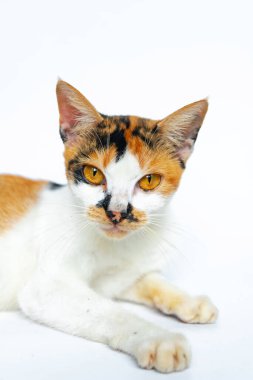 4-year-old striped female cat posing cutely on a white background