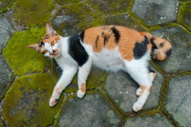 Hamileliğin sonlarına doğru üç renkli dişi kedi sıcak bir günde arka bahçede dinleniyor.