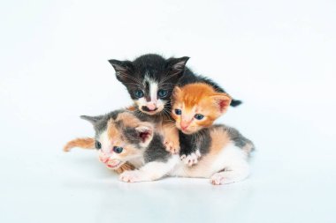 Birkaç haftalık yavru kediler aynı kedinin farklı renkleri ve desenleriyle beyaz arka planda birlikte oynuyorlar.