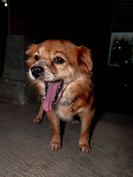 Detailed Close View Domestic Golden Mixed Dog Sitting Lazily Dark —  Fotos de Stock