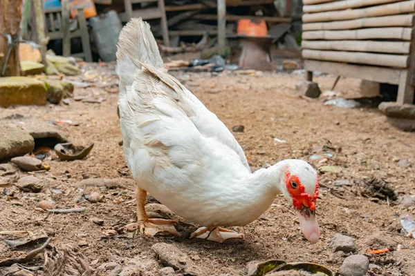 Canard Musqué Blanc Relaxant Dans Cour Arrière — Photo