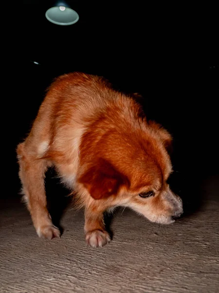 Detailed Close View Domestic Golden Mixed Dog Sitting Lazily Dark — Fotografia de Stock