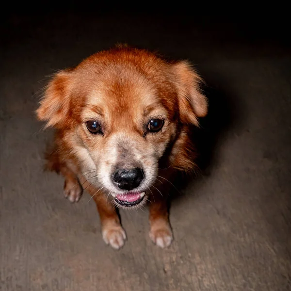 Detailed Close View Domestic Golden Mixed Dog Sitting Lazily Dark — Stock Photo, Image