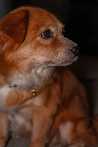 Detailed Close View Domestic Golden Mixed Dog Sitting Lazily Dark — Stock Photo, Image