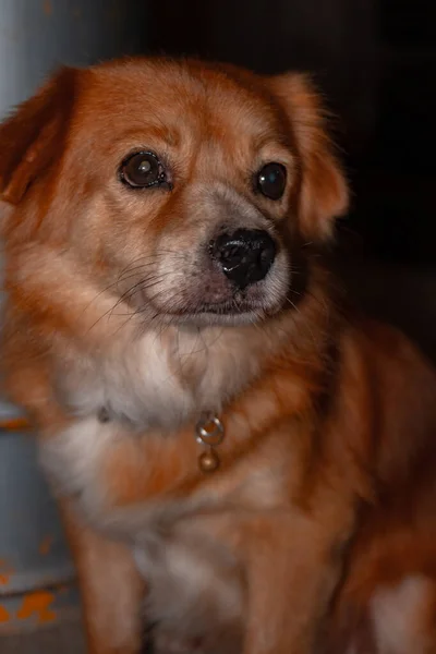 Detailed Close View Domestic Golden Mixed Dog Sitting Lazily Dark — Stockfoto