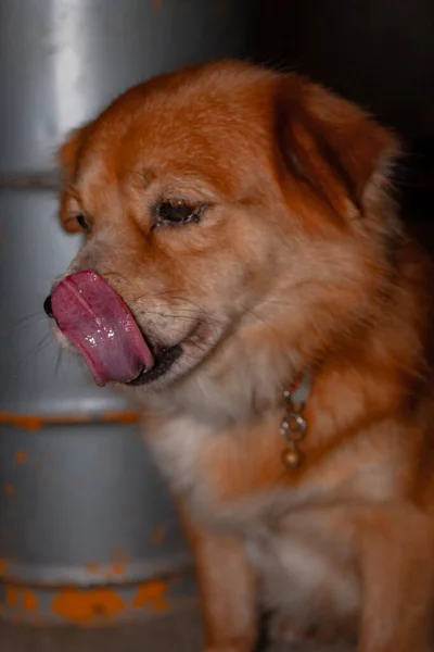 Detailed Close View Domestic Golden Mixed Dog Sitting Lazily Dark — Fotografia de Stock