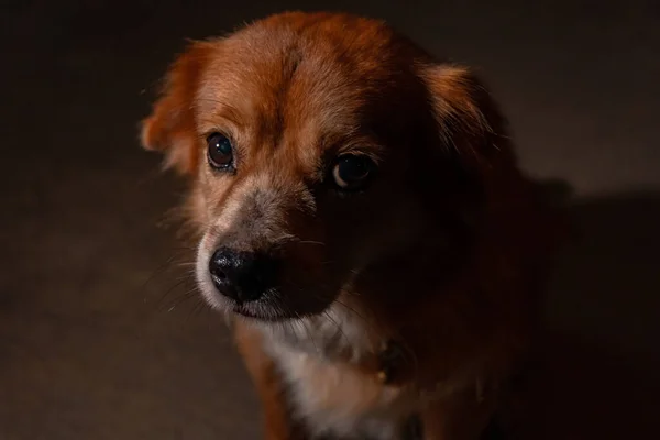 Detailed Close View Domestic Golden Mixed Dog Sitting Lazily Dark — Stock Photo, Image