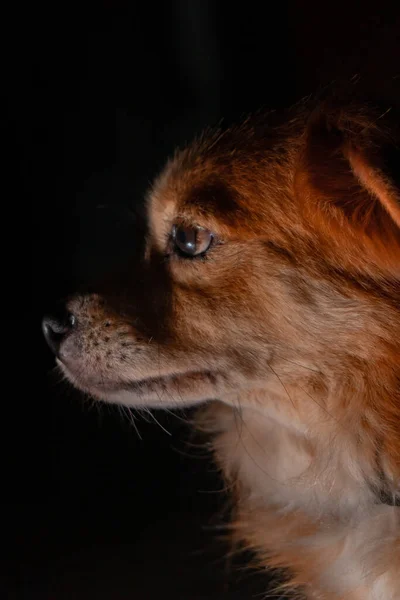 Detailed Close View Domestic Golden Mixed Dog Sitting Lazily Dark —  Fotos de Stock