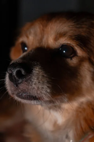 Detailed Close View Domestic Golden Mixed Dog Sitting Lazily Dark — Stok fotoğraf
