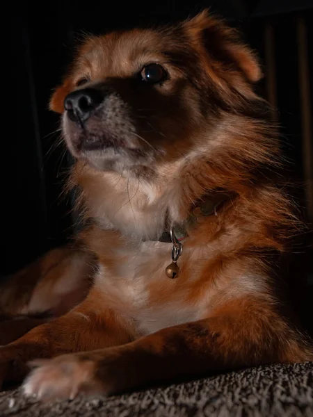 Detailed Close View Domestic Golden Mixed Dog Sitting Lazily Dark — Stock Photo, Image