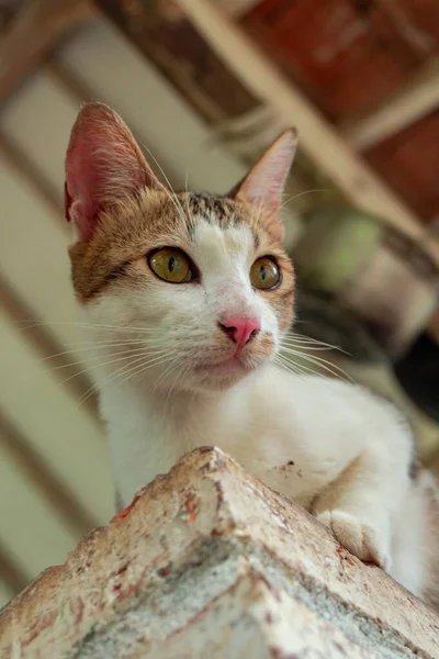 Close up of the face of an adult domestic cat, white with spots lazing on the back porch