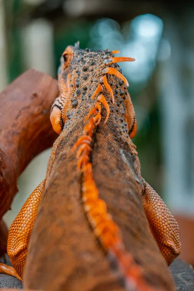 Close Detailed View Adult Orange Iguana Fairly Tame Genus Herbivorous — Foto de Stock