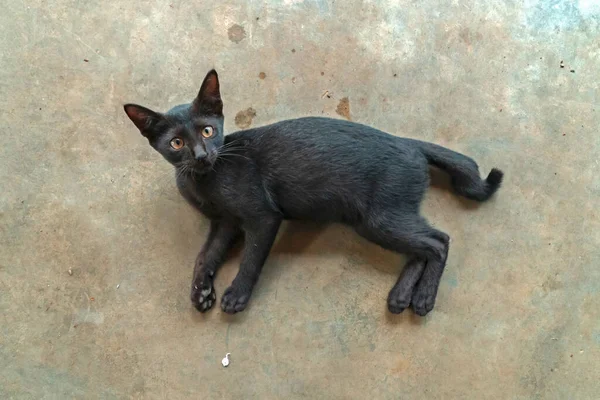 Tam Siyah Evcil Kedi Güneşli Bir Günde Açık Terasta Dinleniyor — Stok fotoğraf