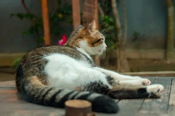 Närbild Och Bokeh Gammal Svart Och Vit Randig Katt Koppla — Stockfoto