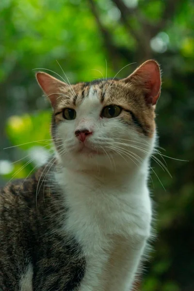 Male Cat Black White Quite Old Big Because Sterilization Very — Stock Photo, Image