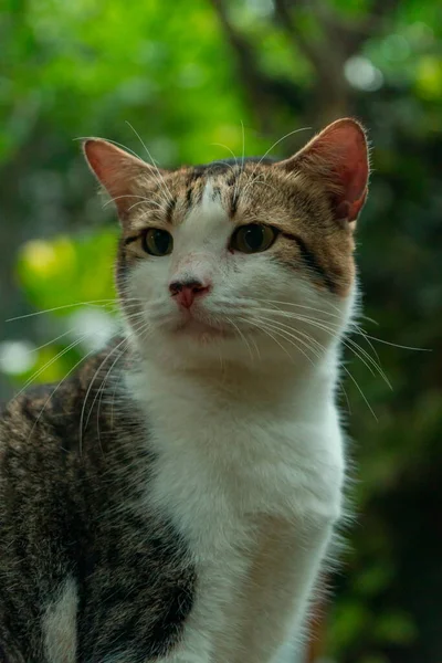 Male Cat Black White Quite Old Big Because Sterilization Very — Stock Photo, Image