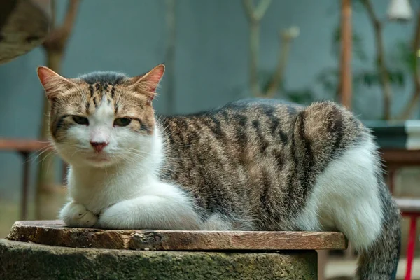 Male cat (black, white) is quite old and big because of sterilization, very adorable and likes to sleep anywhere, detailed photos when the cat is in the outdoor garden