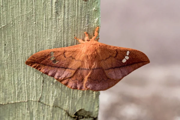 Detail Eines Schönen Braunen Schmetterlings Mit Schwarzen Streifen Der Wand — Stockfoto