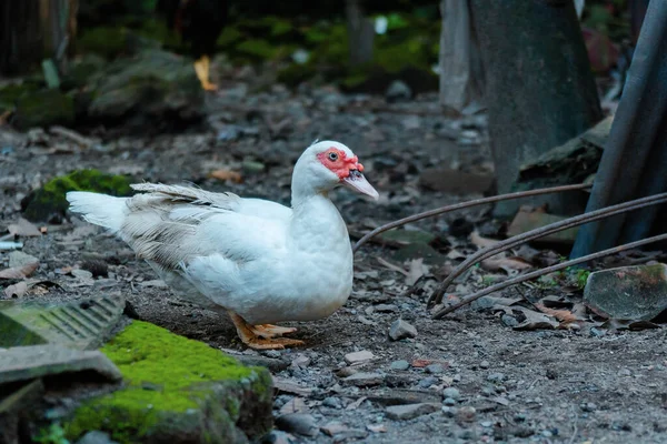 Canard Musqué Blanc Relaxant Dans Cour Arrière — Photo