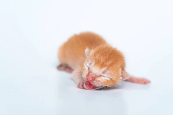 Ein Paar Wochen Altes Orangefarbenes Kätzchen Ist Stylisch Auf Weißem — Stockfoto