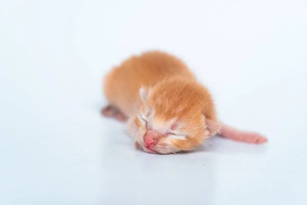 Day Kittens Can Open Your Eyes See World Very Adorable — Stock Photo, Image