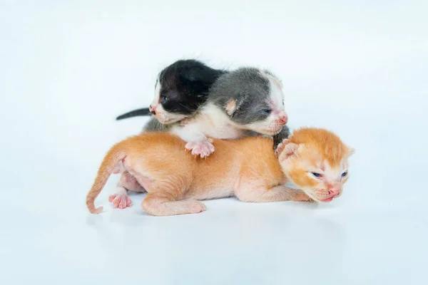 Few Weeks Old Kittens Different Colors Patterns Same Mother Cat — Stock Photo, Image