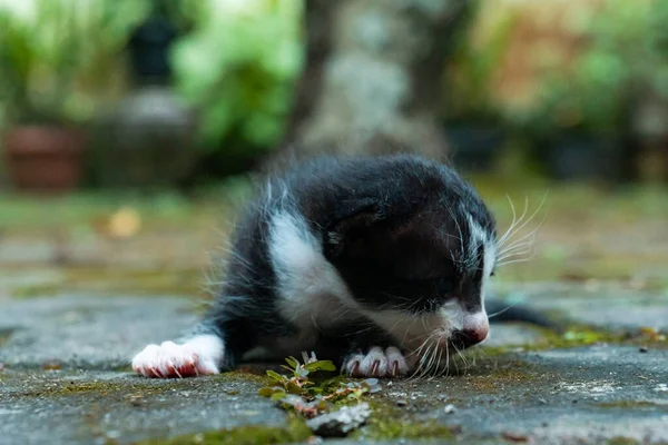 晴れた日に庭で遊んでリラックスした数週間の古いストライプの子猫のクローズアップ — ストック写真