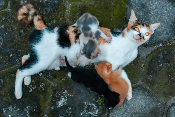Closeness Mother Cat Striped Her Kittens Who Only Few Weeks — ストック写真
