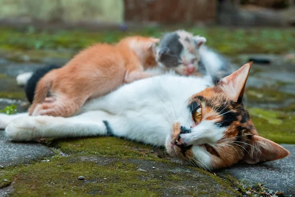 Closeness Mother Cat Striped Her Kittens Who Only Few Weeks — ストック写真