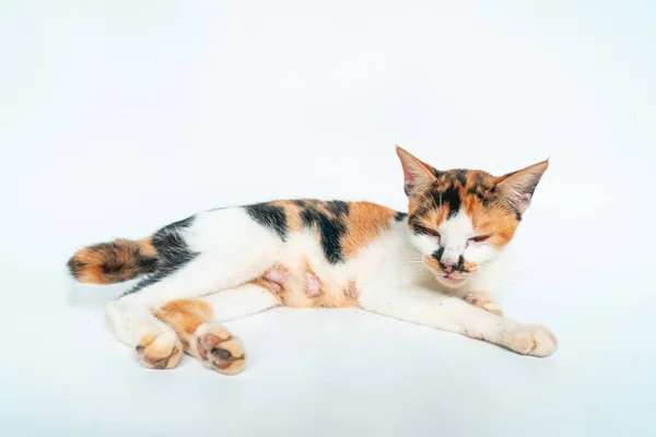 แมวต วเม ยอาย ขวบ เหล ขาว โพสอย างน กบนพ นหล — ภาพถ่ายสต็อก