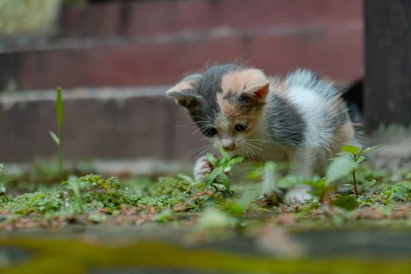 Few Weeks Old Striped Kitten Having Fun Alone Garden Full — ストック写真