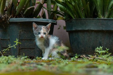 Birkaç haftalık çizgili kedi yavrusu ot ve bitkilerle dolu bir bahçede tek başına eğleniyor.